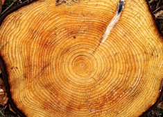 Tree rings