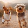 Two small dogs running side-by-side